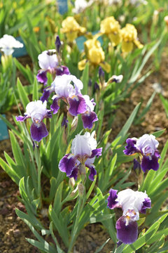 Iris germanica bleu et blanc au printemps au jardin