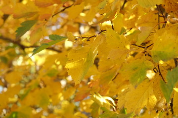 Yellow leaves in autumn hawthorn