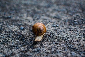 Hinter einer Weinbergschnecke