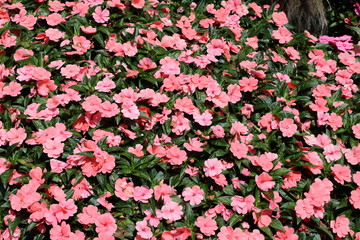 Naklejka premium New Guinea Impatiens blooming pink in summer, Italy