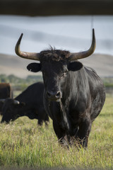 The Bull Stare
