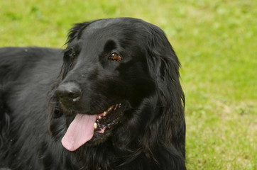 flat coated retriever