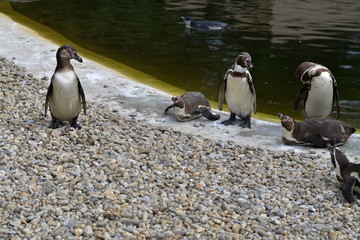 Humboldt Penguins Group