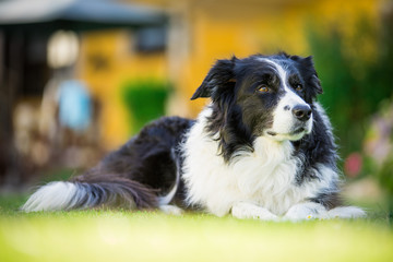 Border Collie im Rasen