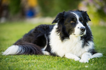 Fototapeta premium Border Collie im Rasen