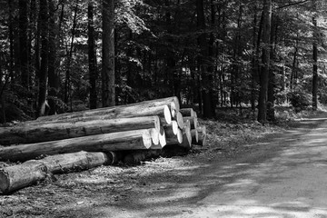 Frisch gef&auml;llte Baumst&auml;mme im Grafenberger Wald