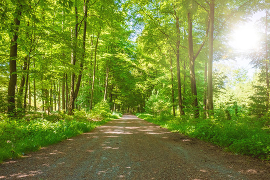 Wanderweg mit Sonnenschein im Aachener Wald zum Dreil&auml;ndereck Deutschland, Niederlande, Belgien
