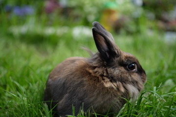 Brown furry rabbit on the grass