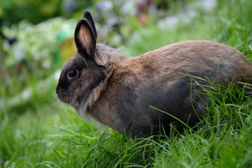 Brown furry rabbit on the grass