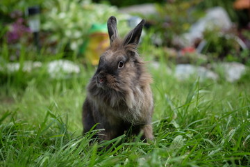 Brown furry rabbit on the grass