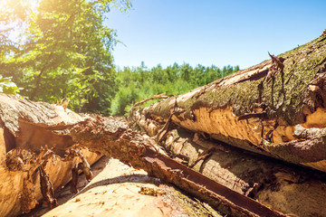 Gefällte Bäume liegen im Wald auf einem Stapel von Holzstämme für Holzwirtschaft