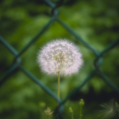 Dandelion through a fence green