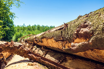 Gefällte Bäume liegen im Wald auf einem Stapel von Holzstämme für Holzwirtschaft