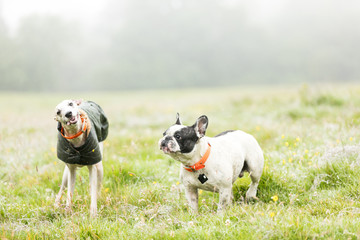 The Whippet and French Bulldog.
