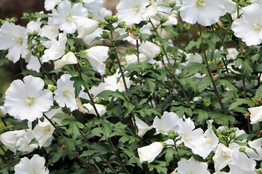 Hibiscus shrub with white flowers in the garden