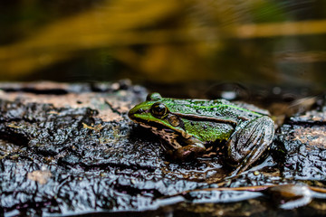 Frosch