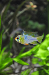 Mikrogeophagus ramirezi 