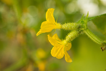 Cucumbers hang on a stalk, grow in a greenhouse, inflorescences and small cucumbers