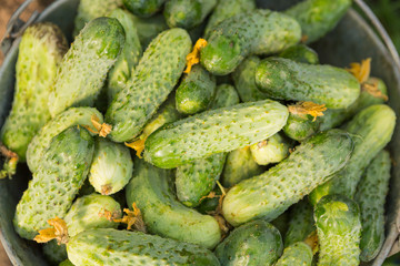 Green cucumbers in a bucket close-up