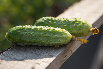 Green cucumbers lie on the board