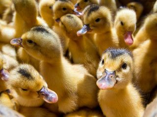 Little ducklings are sold in the poultry market