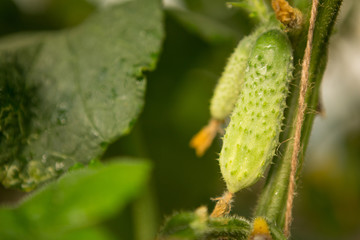 Cucumbers hang on a stalk, grow in a greenhouse, inflorescences and small cucumbers