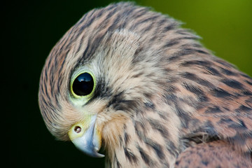 Portrait eines Turmfalken
