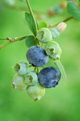 Blueberries