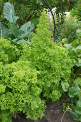 Lolo bianco Zupfsalat im Hochbeet