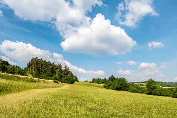 Summer landscape with green meadow, forest and blue sky