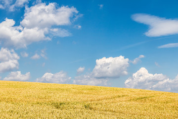 Field with barley corn and amazing blue sky