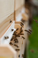 Honigbienen fliegen zum Bienenstock