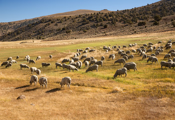 Grazing Sheep