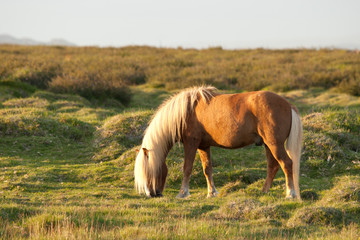 Naklejka premium Islandpferd steht im Abendlicht auf der Weide