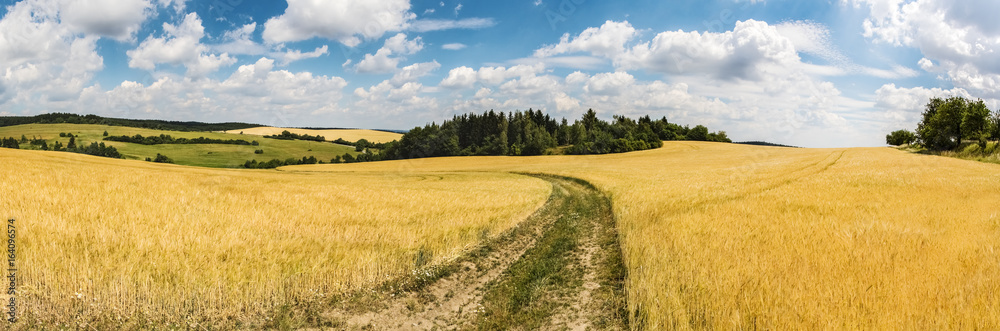 Wall mural panoramic shot of summer countryside with dirt road between fields