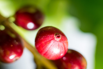 coffee fruit