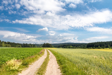 Dirt road through summer landscape with fields