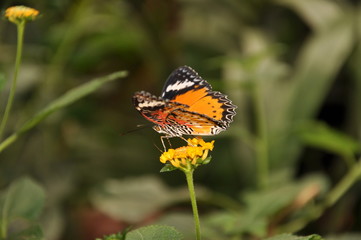 Papillon orange et noir