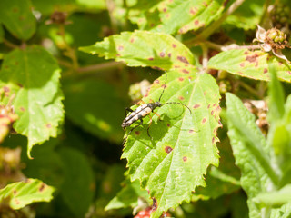 Black and Yellow Longhorn (Rutpela maculata or Strangalia maculata)