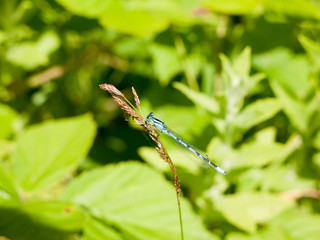 Common Blue Damselfly (Enallagma cyathigerum) on Grass Stem