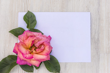 greeting card with rose flower