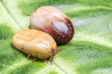 Two blood-filled mites crawl along the green leaf