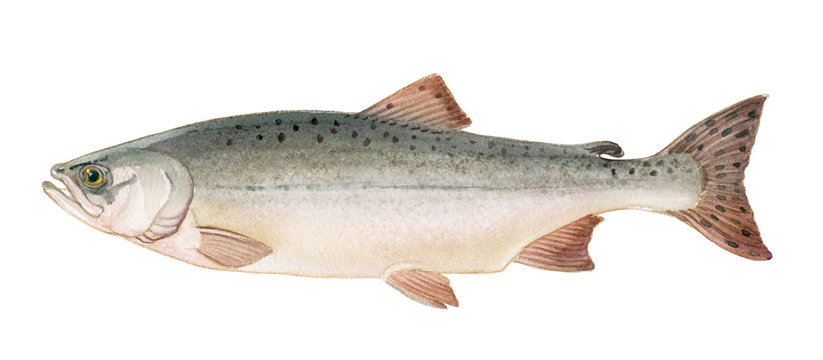 Freshwater fish of the Far East - Pink salmon female, Isolated on a white background, drawings watercolor