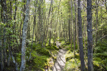 Forest hiking path into Rondane national park, Norway