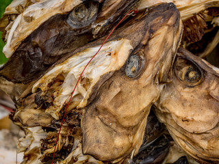 Stockfish Heads hanging to dry