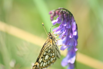 Spiegelfleck Dickkopffalter 