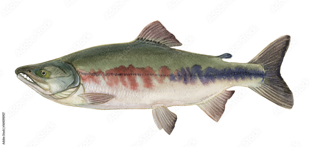 Wall mural Freshwater fish of the Far East - Keta, Isolated on a white background, drawings watercolor