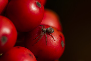 Spider on holly berries