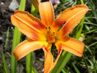 common orange lily with torn petals