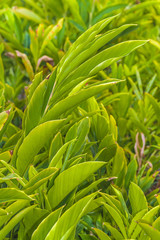 Green Tropical Plants Closeup